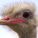 Illustration for article titled Volunteers Step In To Save Gaddafis Ostriches